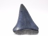 Dent fossile du GRAND REQUIN BLANC : Carcharodon carcharias