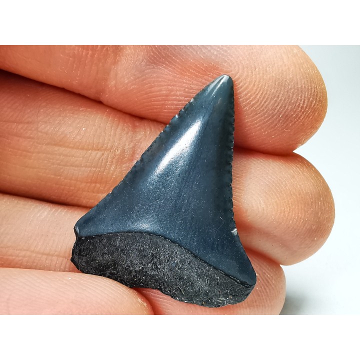 Fossil tooth of Great white shark: Carcharodon carcharias