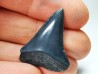 Dent fossile du GRAND REQUIN BLANC : Carcharodon carcharias