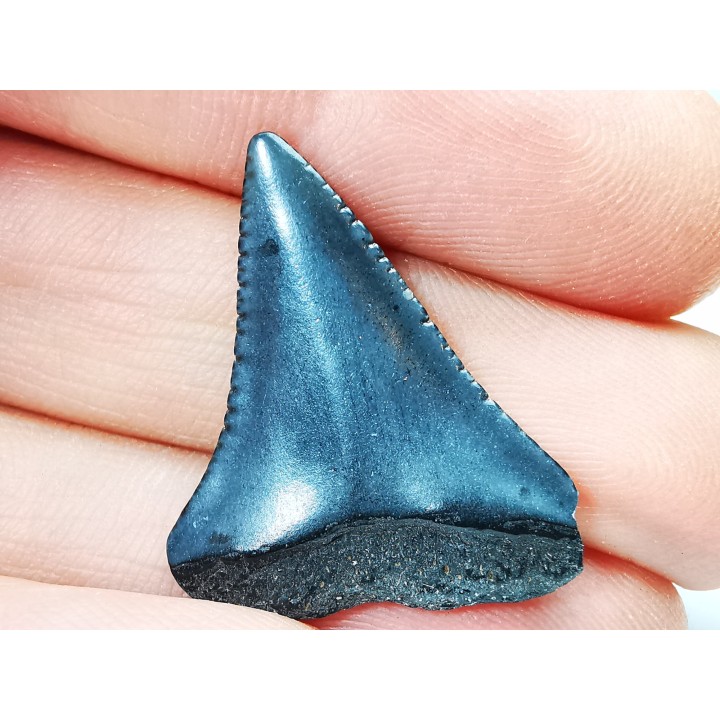 Dent fossile du GRAND REQUIN BLANC : Carcharodon carcharias