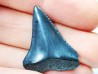 Fossil tooth of Great white shark: Carcharodon carcharias