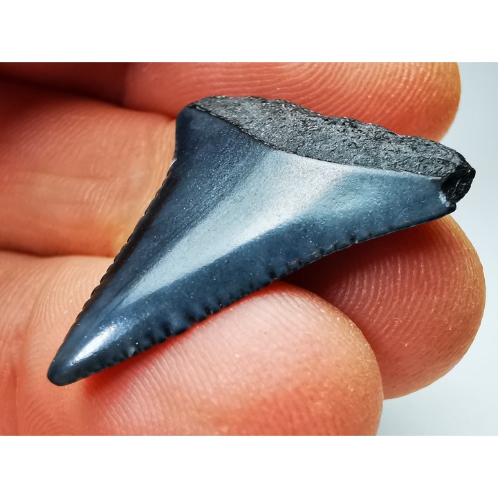 Fossil tooth of Great white shark: Carcharodon carcharias