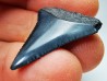 Fossil tooth of Great white shark: Carcharodon carcharias