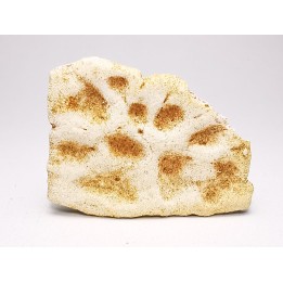 Crocodile Scute from Cretaceous of Khouribga - Morocco