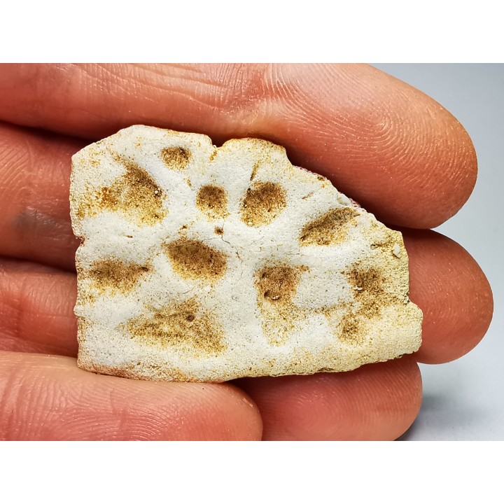 Crocodile Scute from Cretaceous of Khouribga - Morocco