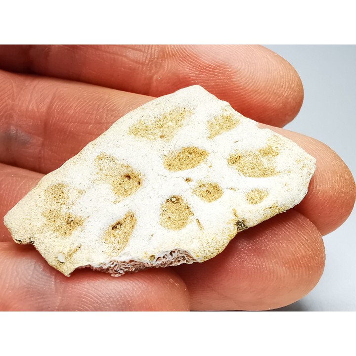 Crocodile Scute from Cretaceous of Khouribga - Morocco