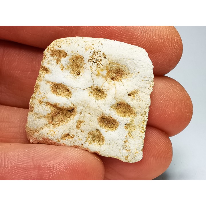 Scute de crocodile du Crétacé de Khouribga - Maroc