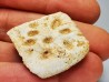 Scute de crocodile du Crétacé de Khouribga - Maroc
