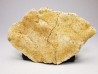Crocodile Scute from Cretaceous of Khouribga - Morocco
