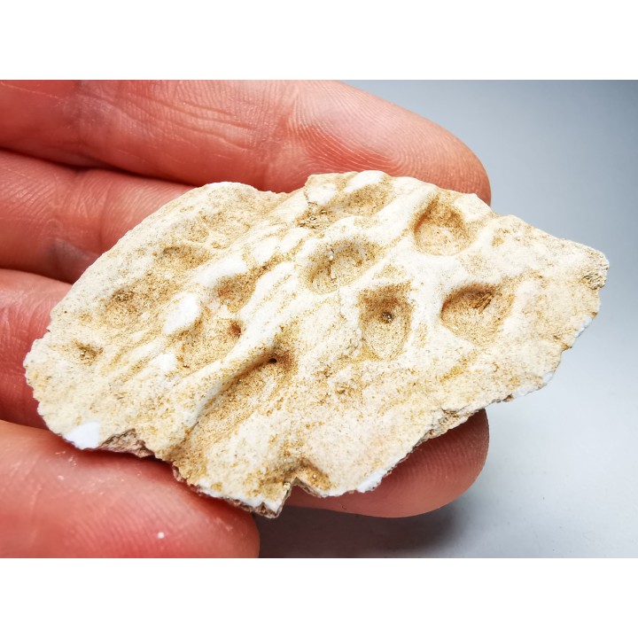 Scute de crocodile du Crétacé de Khouribga - Maroc