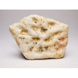 Scute de crocodile du Crétacé de Khouribga - Maroc