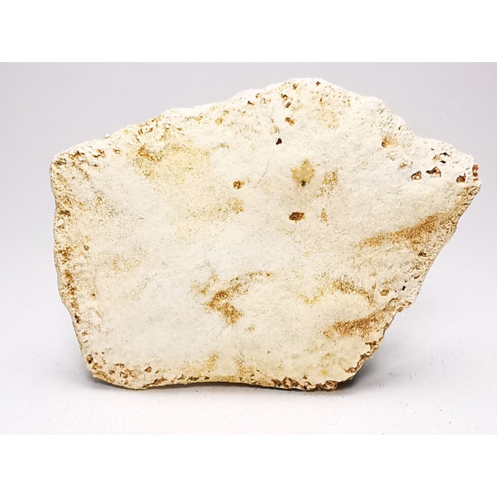 Crocodile Scute from Cretaceous of Khouribga - Morocco