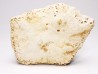 Crocodile Scute from Cretaceous of Khouribga - Morocco