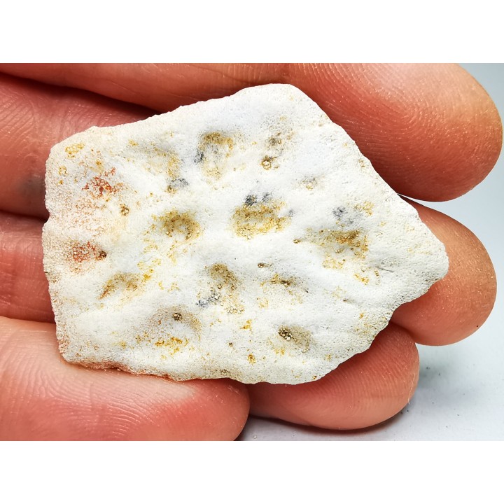 Crocodile Scute from Cretaceous of Khouribga - Morocco