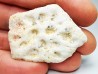 Crocodile Scute from Cretaceous of Khouribga - Morocco