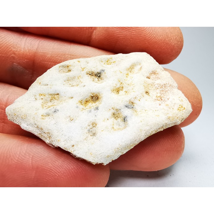 Crocodile Scute from Cretaceous of Khouribga - Morocco