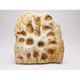 Crocodile Scute from Cretaceous of Khouribga - Morocco