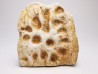 Crocodile Scute from Cretaceous of Khouribga - Morocco