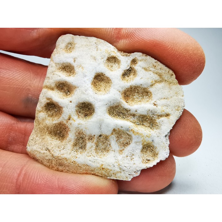Scute de crocodile du Crétacé de Khouribga - Maroc