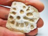 Crocodile Scute from Cretaceous of Khouribga - Morocco