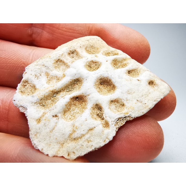 Scute de crocodile du Crétacé de Khouribga - Maroc