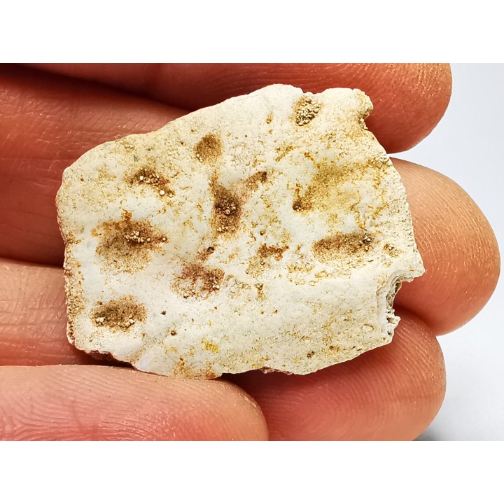 Crocodile Scute from Cretaceous of Khouribga - Morocco
