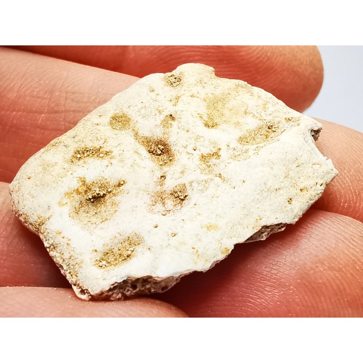 Scute de crocodile du Crétacé de Khouribga - Maroc