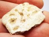 Crocodile Scute from Cretaceous of Khouribga - Morocco