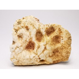 Crocodile Scute from Cretaceous of Khouribga - Morocco