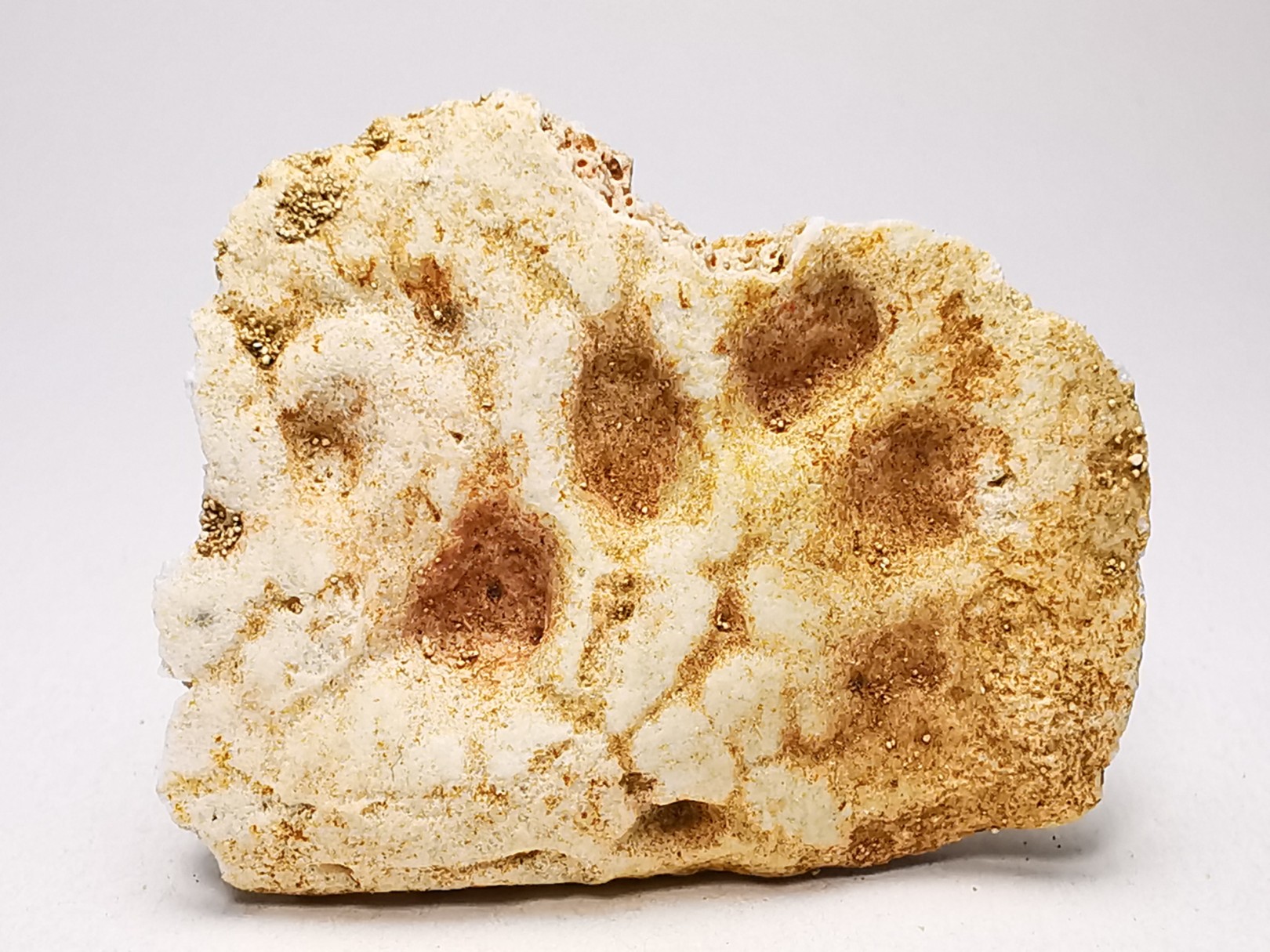 Crocodile Scute from Cretaceous of Khouribga - Morocco