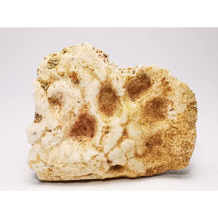 Crocodile Scute from Cretaceous of Khouribga - Morocco