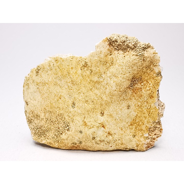 Crocodile Scute from Cretaceous of Khouribga - Morocco