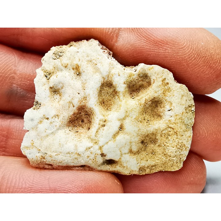 Scute de crocodile du Crétacé de Khouribga - Maroc