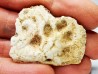 Crocodile Scute from Cretaceous of Khouribga - Morocco