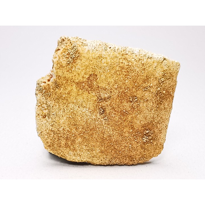 Crocodile Scute from Cretaceous of Khouribga - Morocco