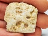 Crocodile Scute from Cretaceous of Khouribga - Morocco