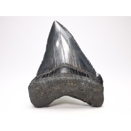 shark teeth: Carcharodon megalodon - Miocene (USA)
