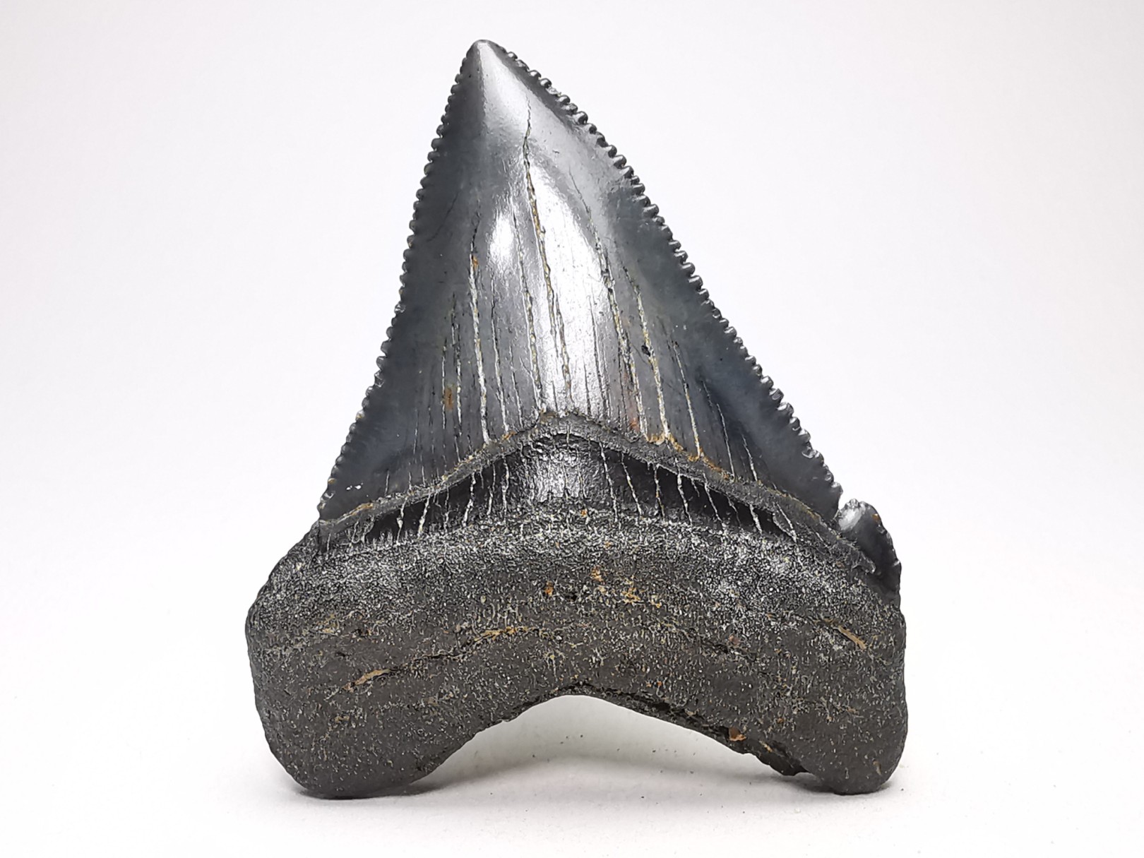 Dent de requin: Carcharodon megalodon, Miocène (USA)