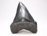Dent de requin: Carcharodon megalodon, Miocène (USA)
