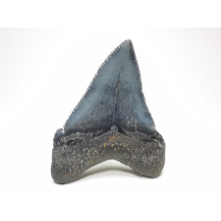 Dent de requin: Carcharodon megalodon, Miocène (USA)