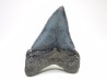 Dent de requin: Carcharodon megalodon, Miocène (USA)