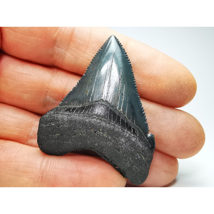 shark teeth: Carcharodon megalodon - Miocene (USA)