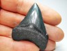 shark teeth: Carcharodon megalodon - Miocene (USA)