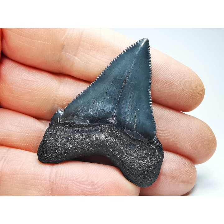 shark teeth: Carcharodon megalodon - Miocene (USA)