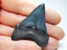 shark teeth: Carcharodon megalodon - Miocene (USA)