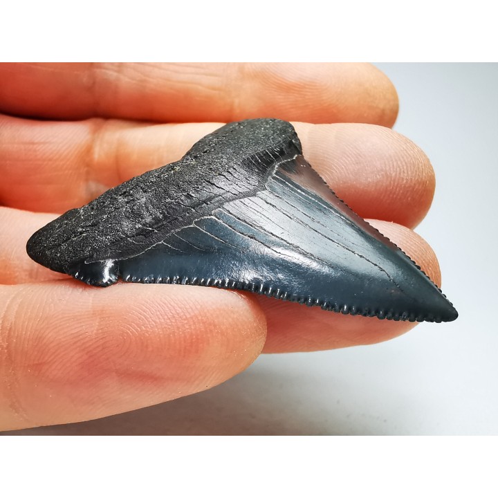 shark teeth: Carcharodon megalodon - Miocene (USA)