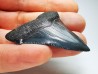 Dent de requin: Carcharodon megalodon, Miocène (USA)