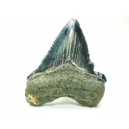 shark teeth: Carcharodon megalodon - Miocene (USA)