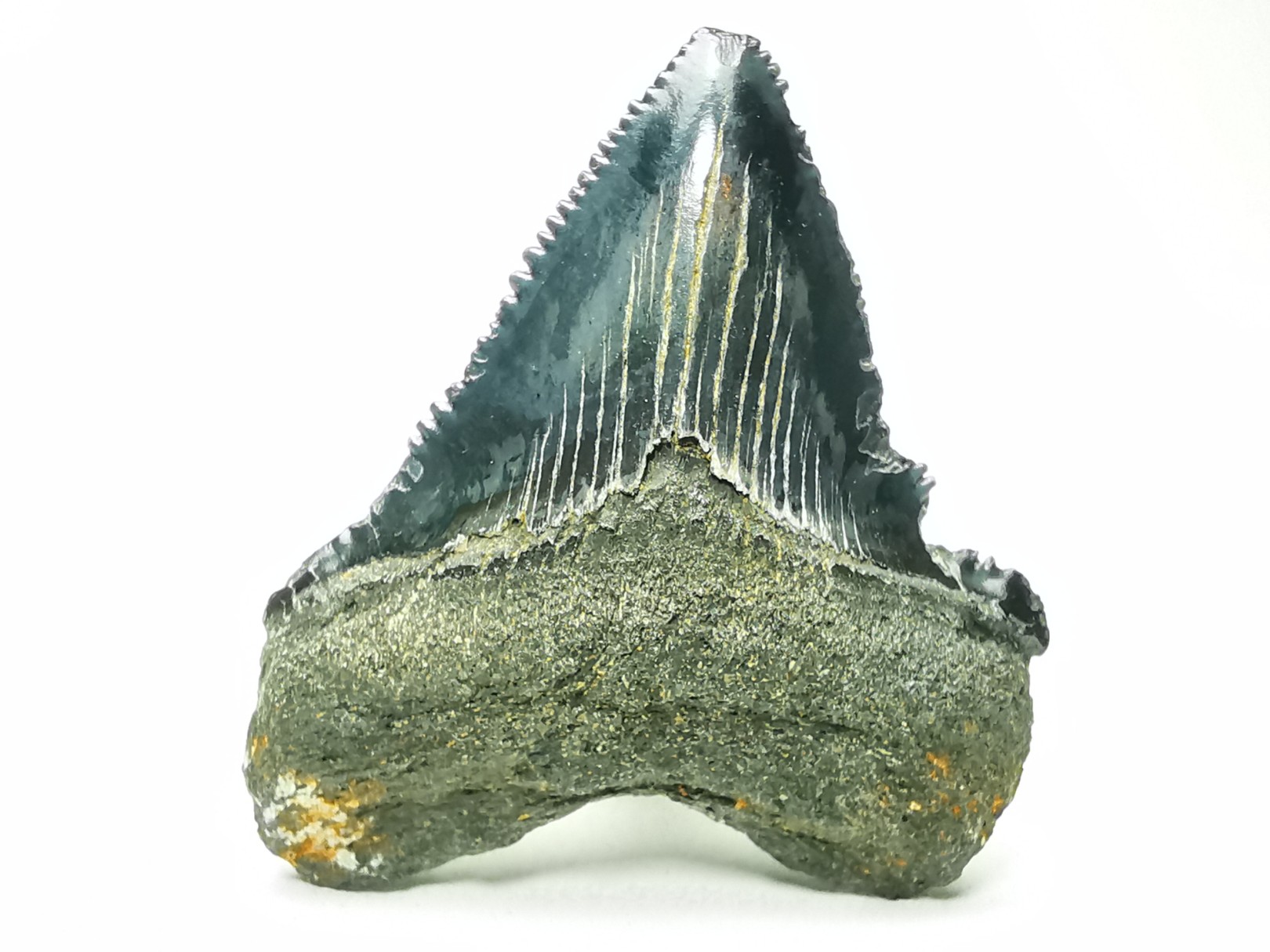 shark teeth: Carcharodon megalodon - Miocene (USA)