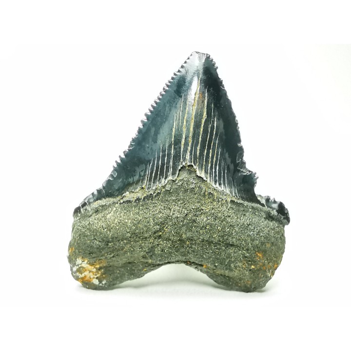 Dent de requin: Carcharodon megalodon, Miocène (USA)